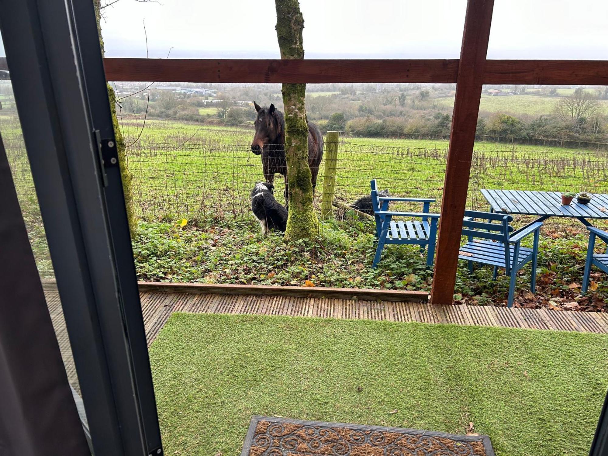 Sky Gazer In The Woods Holiday home Dublin
